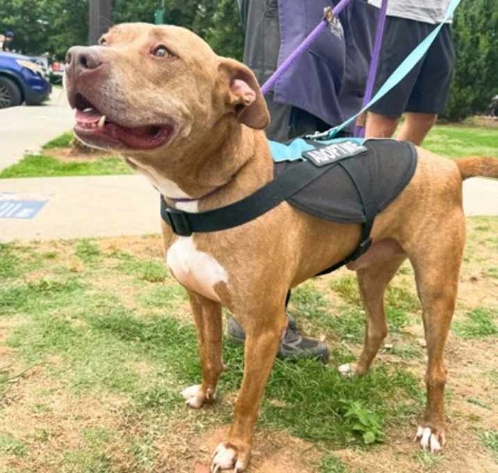 Photo of Dhonden-IN FOSTER