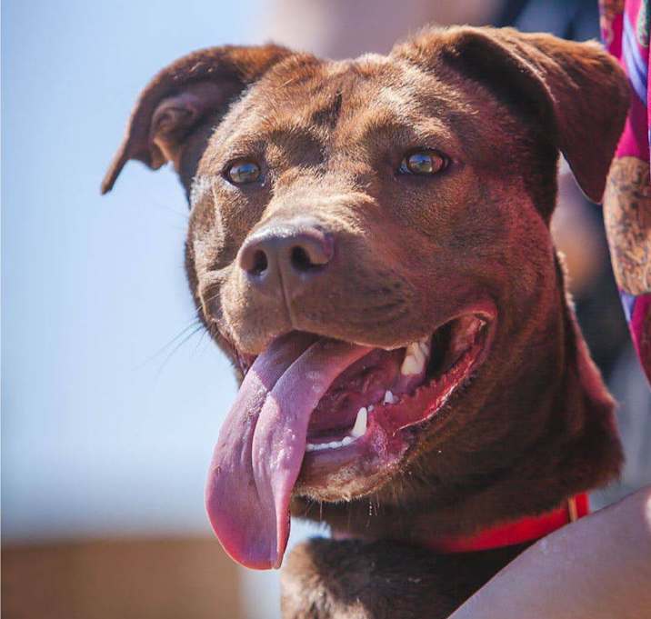 Photo of Cocoa