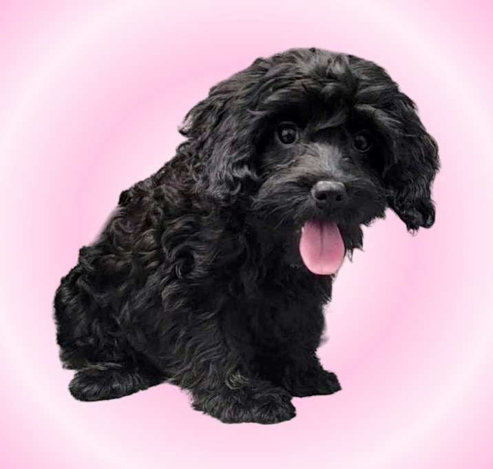 Photo of Harriet