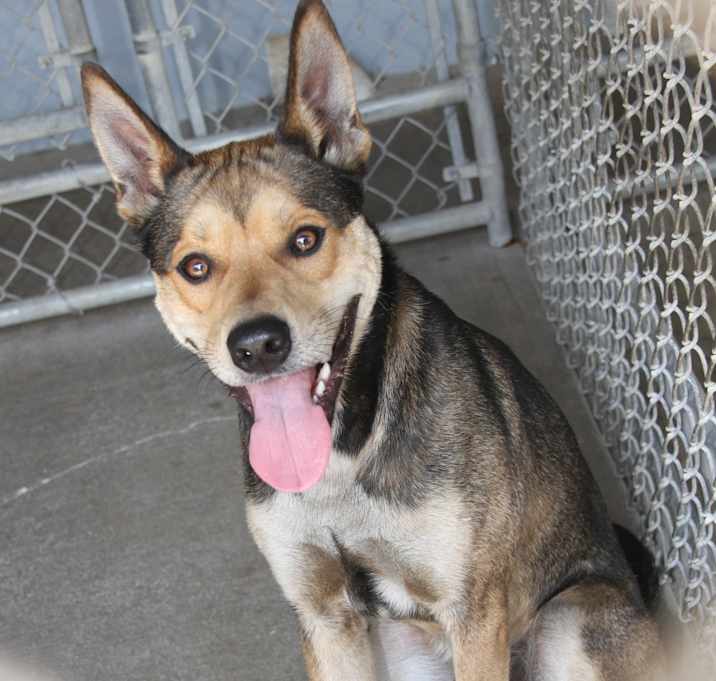 Photo of Wile E. Coyote (Neutered)