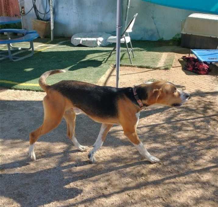 Photo of Sirius