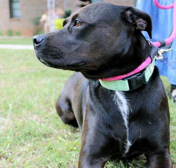 Photo of Sienna  A047879