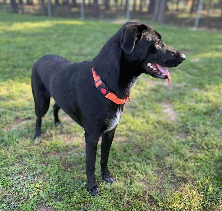 Photo of Darcy