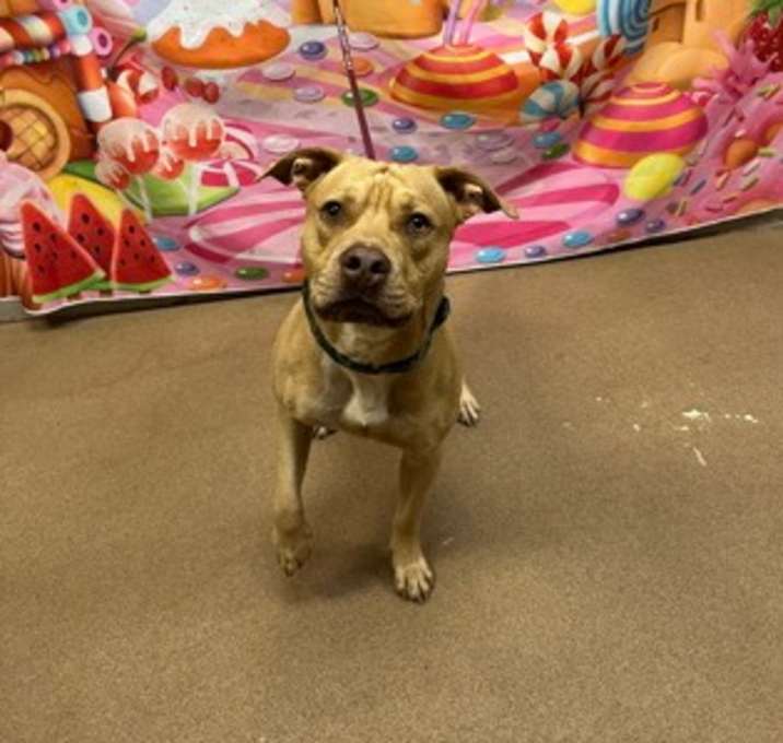 Photo of Tank