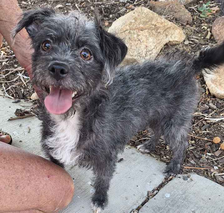 Photo of Little grey
