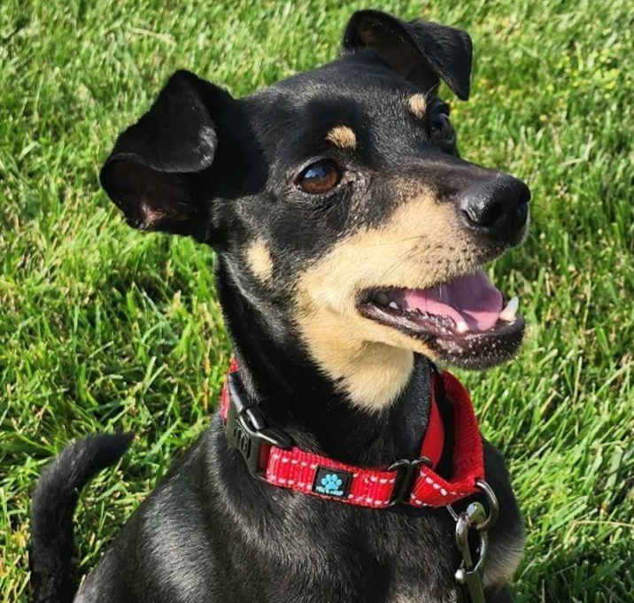 Photo of Toby Teeth