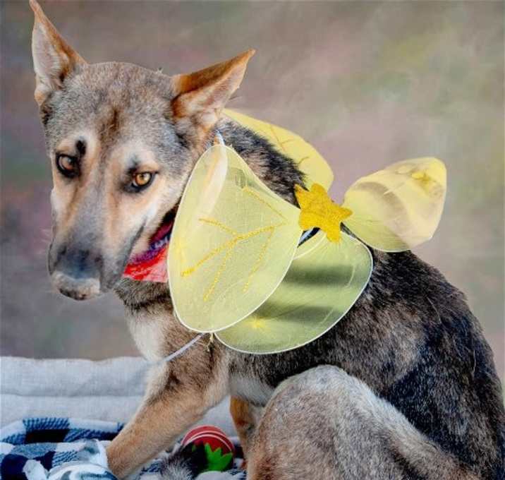 Photo of Coyote