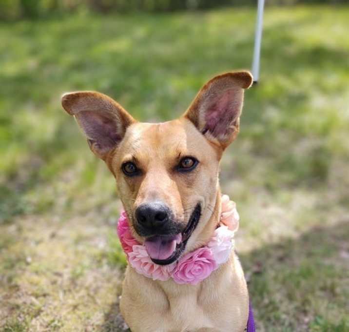 Photo of CARLY- sponsored adoption fee!