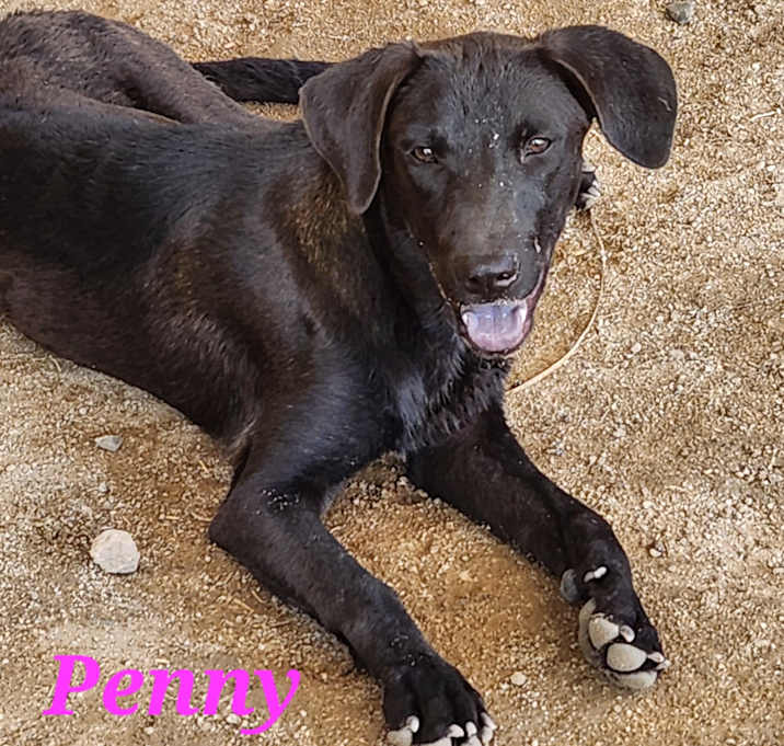 Photo of Penny