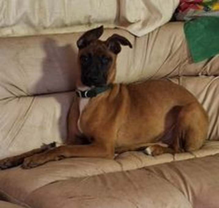 Photo of Louie