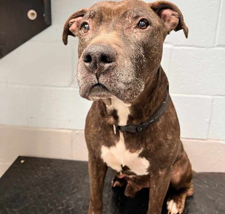 Photo of Goliath