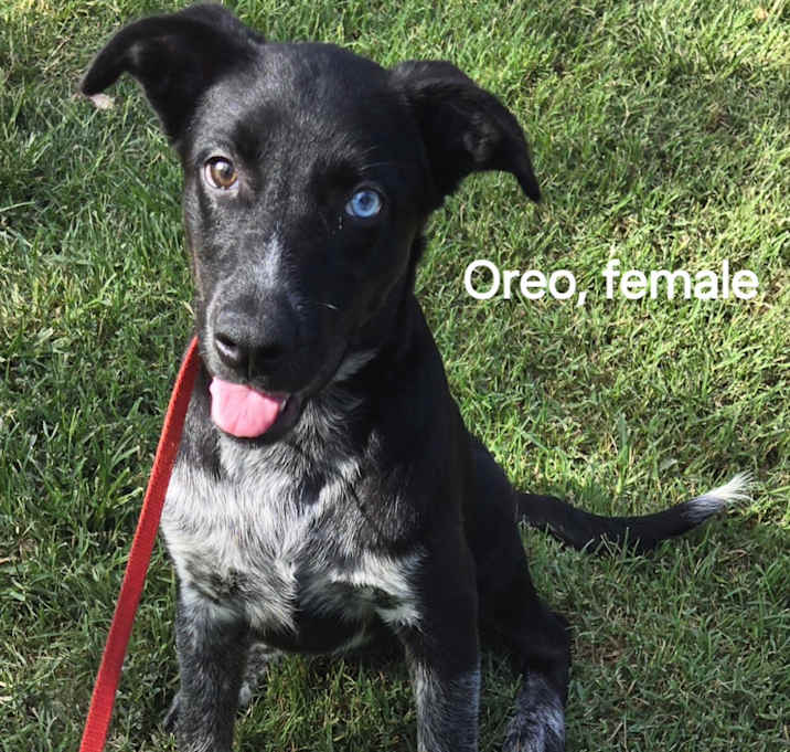 Photo of Oreo