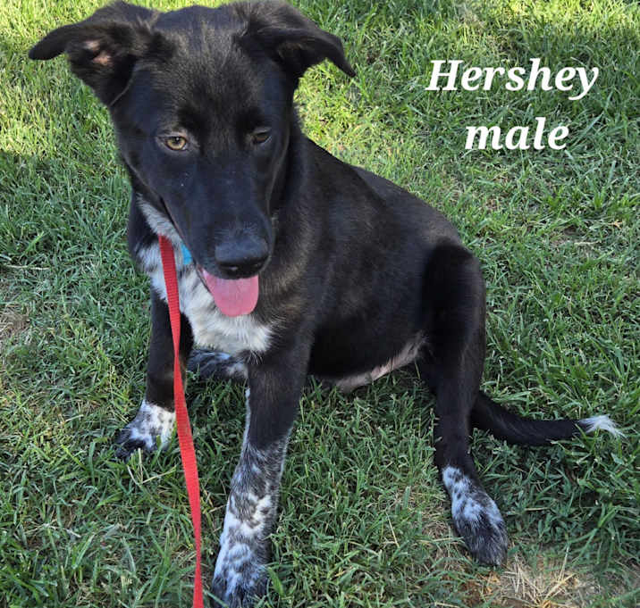 Photo of Hershey