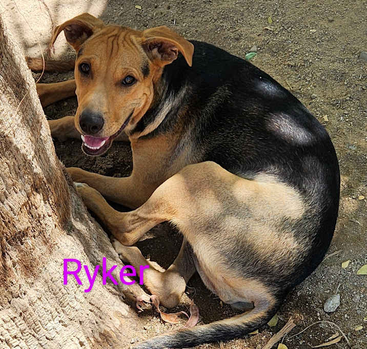 Photo of Ryker