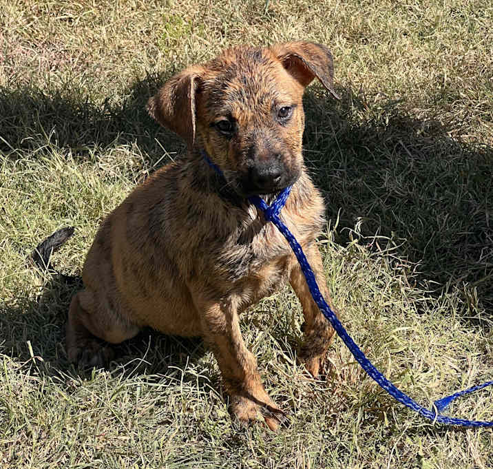 Photo of Tigger