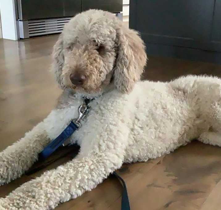Photo of Boomer