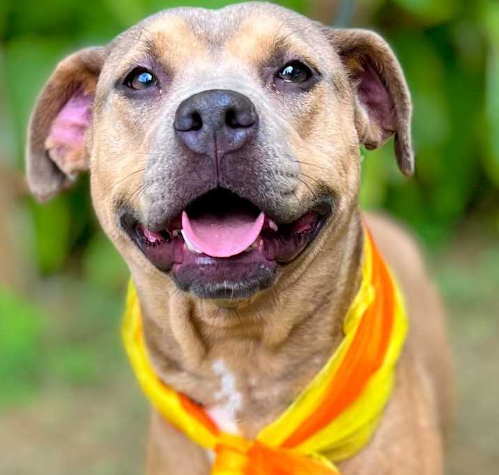 Photo of Ginger