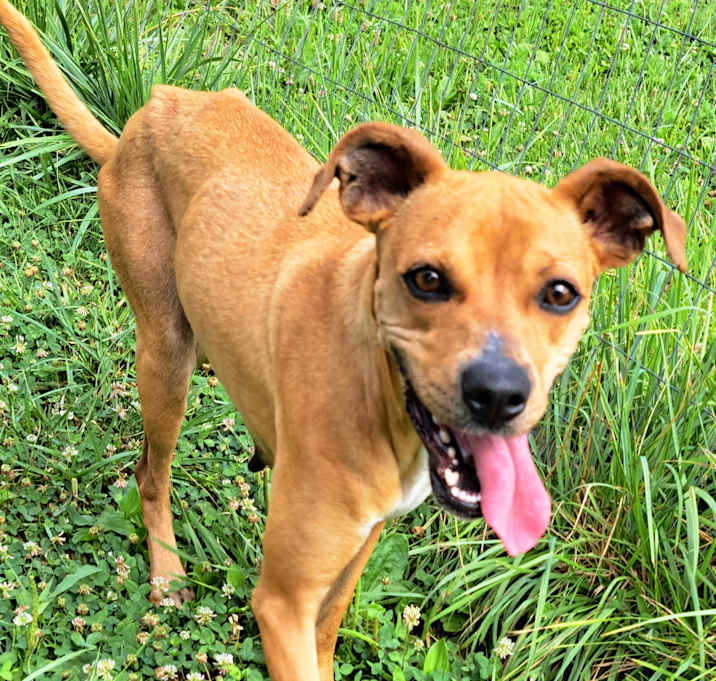 Photo of Sweet Pea