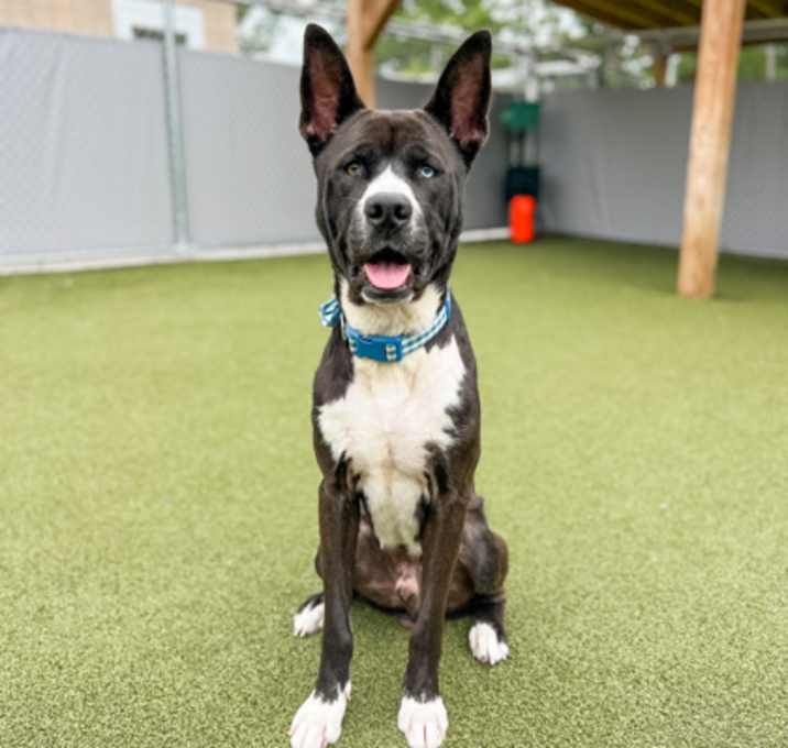 Photo of Pico de Gallo