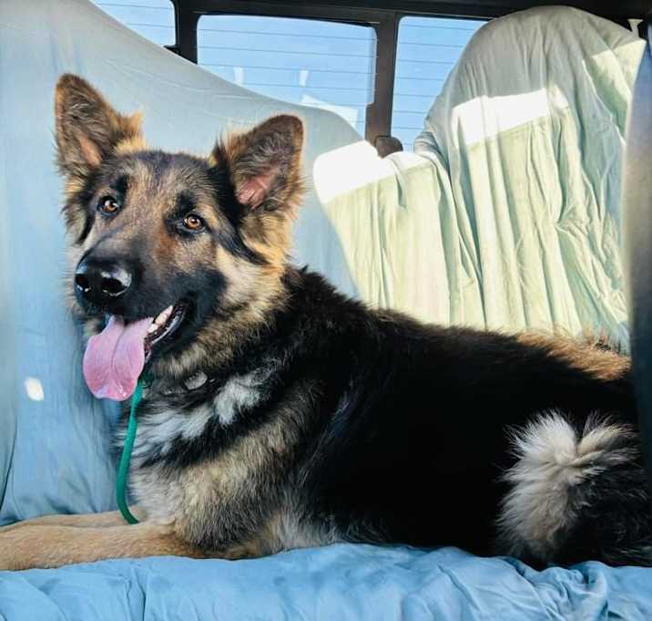 Photo of Bear
