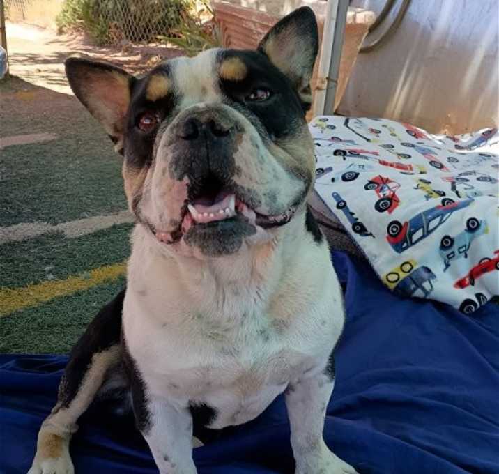 Photo of Rambo-ADOPTED 11/2/24