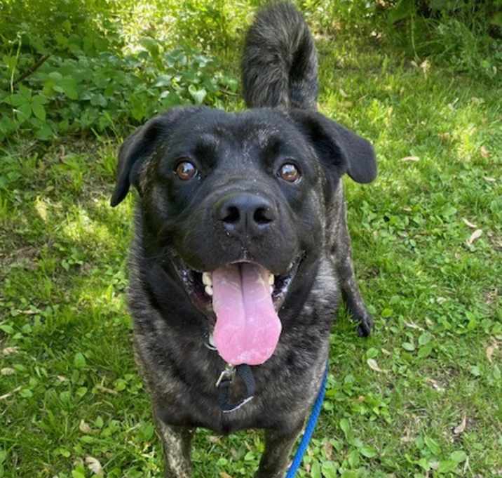 Photo of Bear