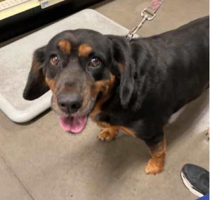 Photo of Piper