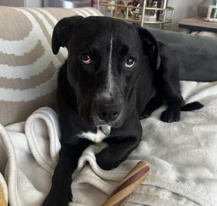Photo of Colt