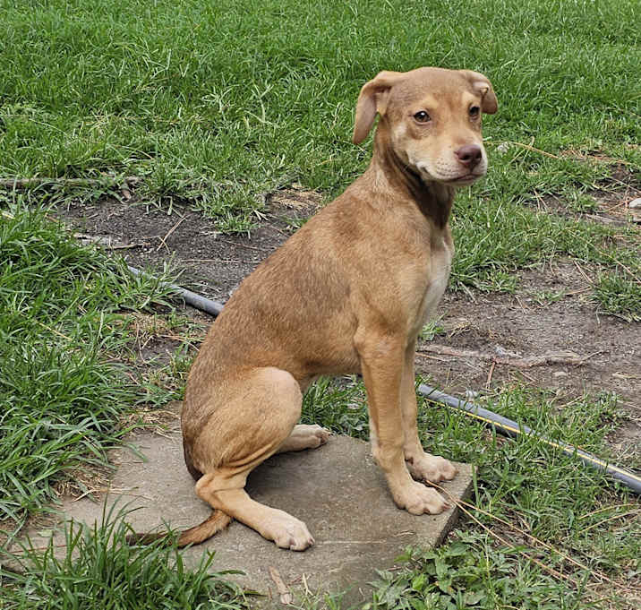 Photo of Piper