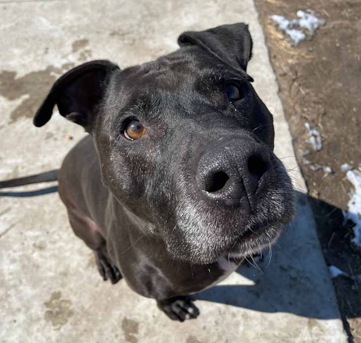 Photo of Moose