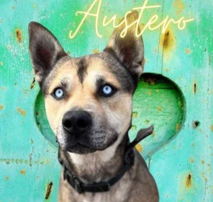 Photo of Austero