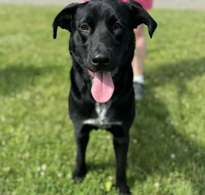 Photo of Stella-Adopted!