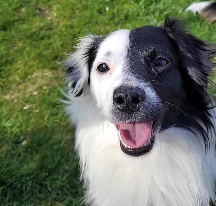 Photo of Cosmo