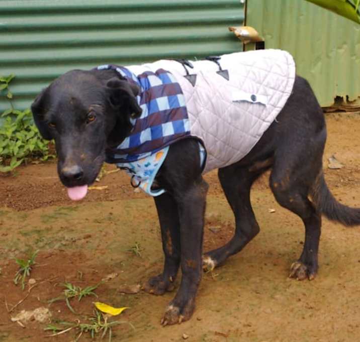 Photo of Cooper