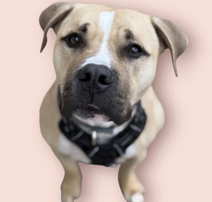 Photo of SHAQ