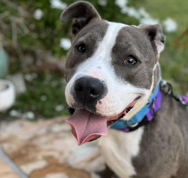 Photo of Shadow