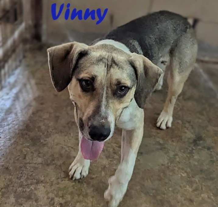 Photo of Vinny