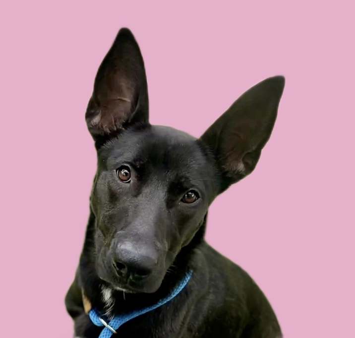 Photo of Cashew