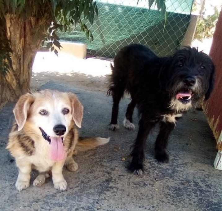 Photo of Meg & Lola-ADOPTED together 12/14/24