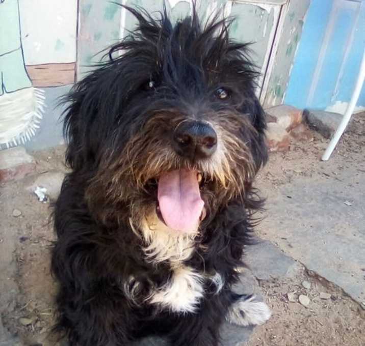 Photo of Lola- BFF is Meg. ADOPTED 12/14/24  together!
