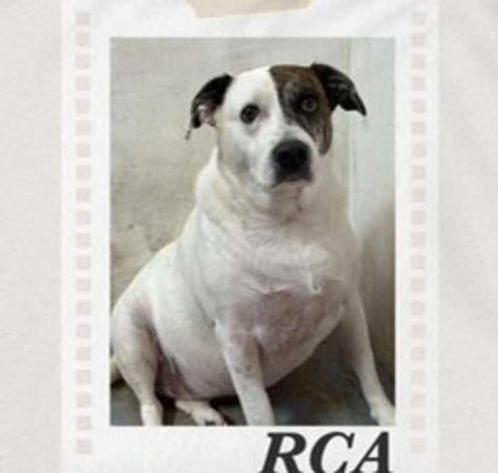 Photo of RCA