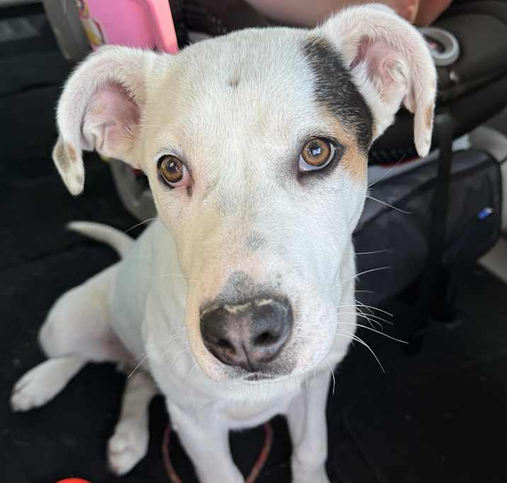 Photo of Ryder