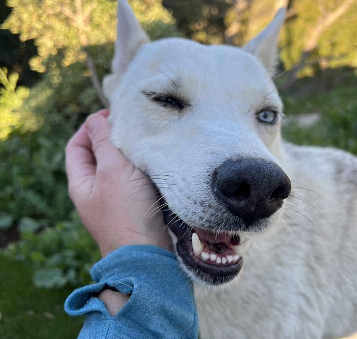 Photo of Snow Bella