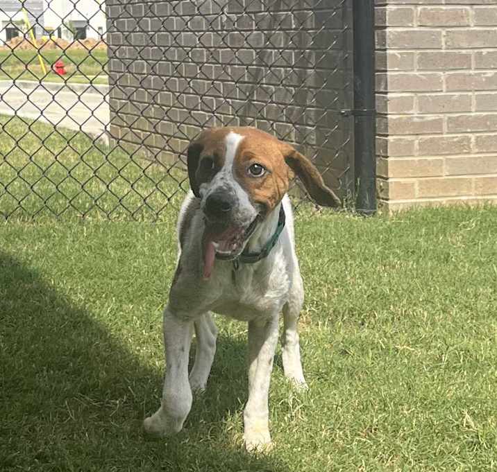 Photo of Paisley