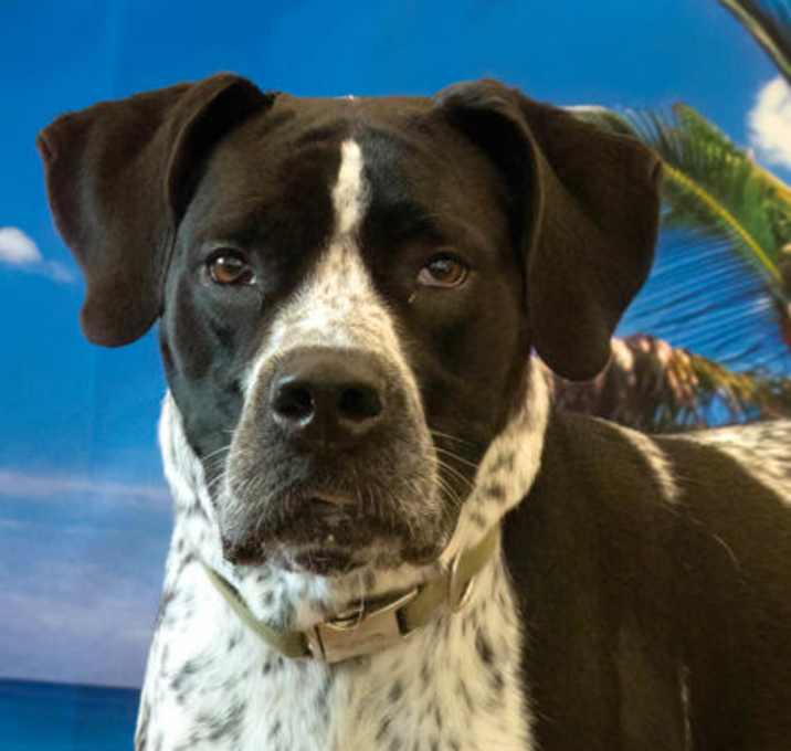 Photo of Harley