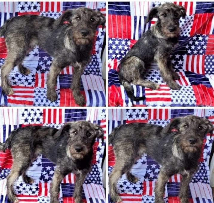 Photo of HOWARD 'ELKIPOO'
