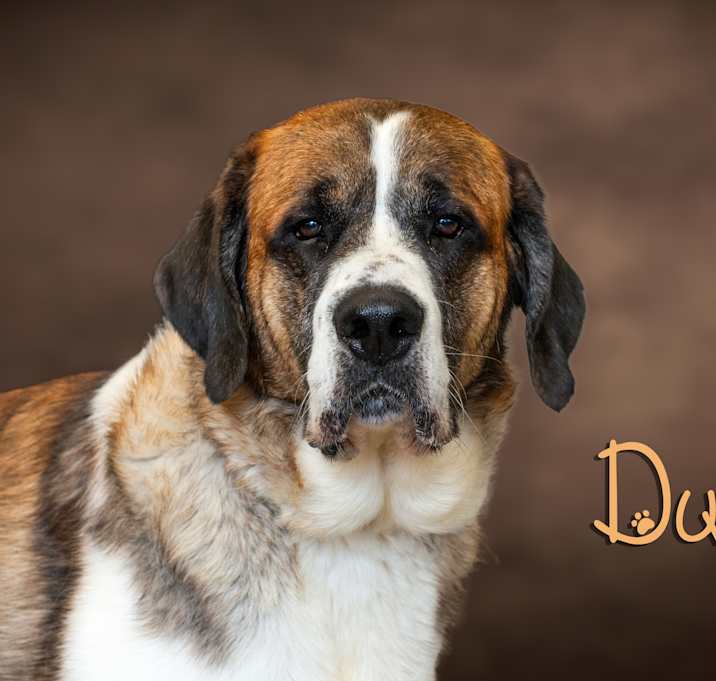 Photo of Duke