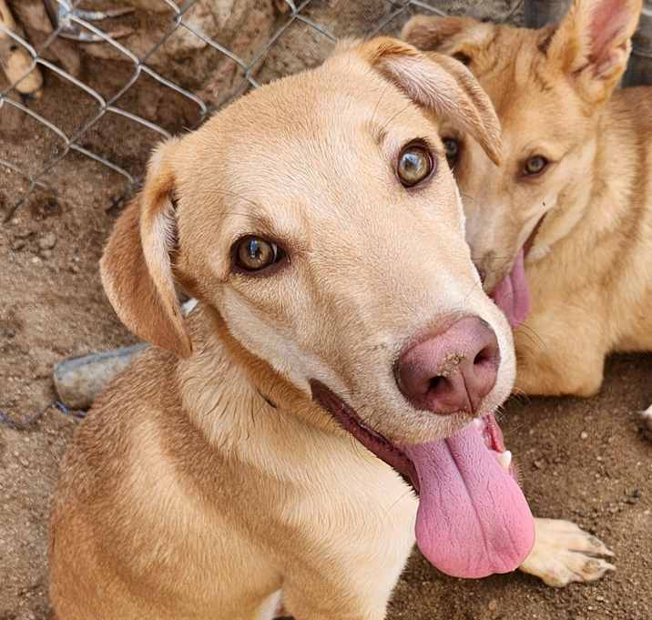 Photo of Kahlua