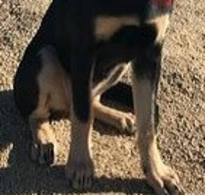Photo of Kona