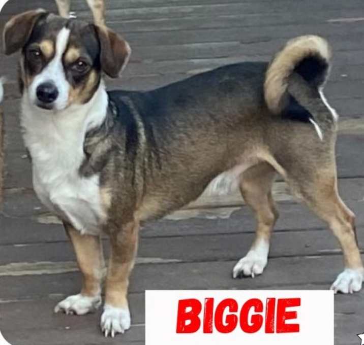 Photo of Biggie